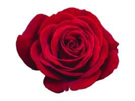 Send flowers to your loved one with this ready to use floral pictures