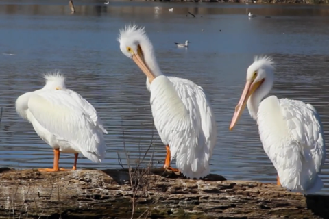 Скриншот из Video Touch - Wild Birds