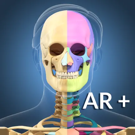 AR Skeleton Anatomy Cheats