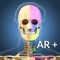 My Skeleton Anatomy app for studying skeleton anatomy which allows you to rotate 360° , Zoom and move camera around a highly realistic 3D model