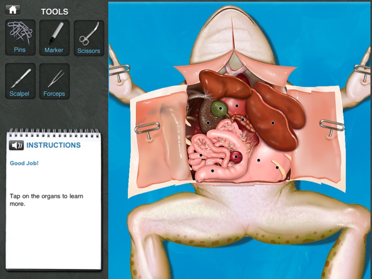 Frog Dissection