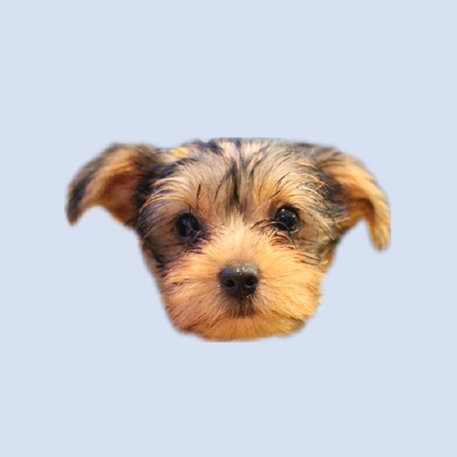 Cute Puppy - Stickers