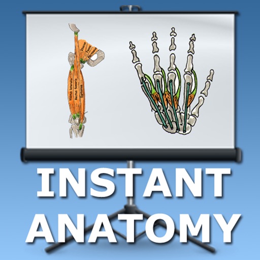 Anatomy Lectures Limbs