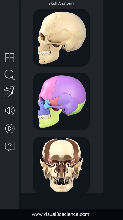 My Skull Anatomy