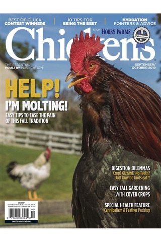 Chickens Magazine - náhled