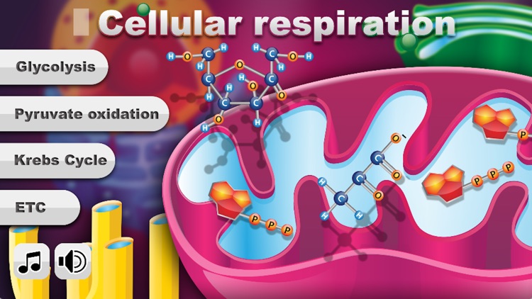 Biology Cellular Respiration P