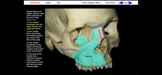 Human Skeleton: Gross Anatomy(圖5)-速報App