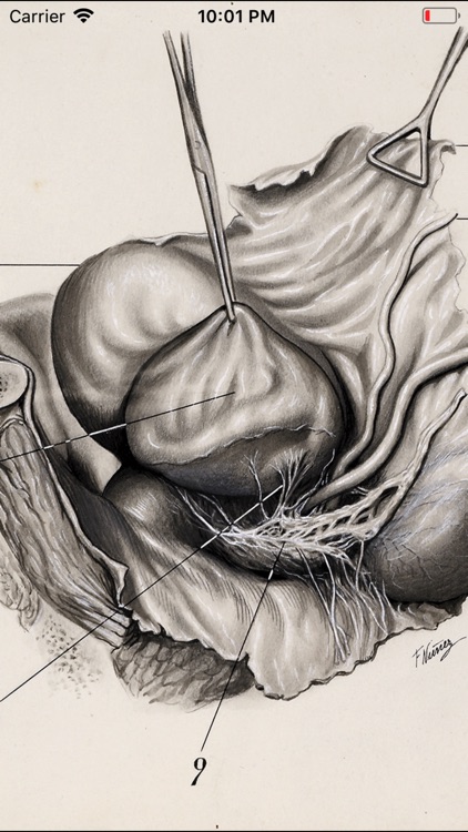 Gil Vernet’s Urology Drawings