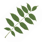 Redland Green Tree Trail
