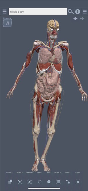 Whole body: 3D real-time