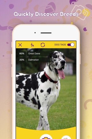 DreamDog: Find Your Dream Dog! screenshot 4