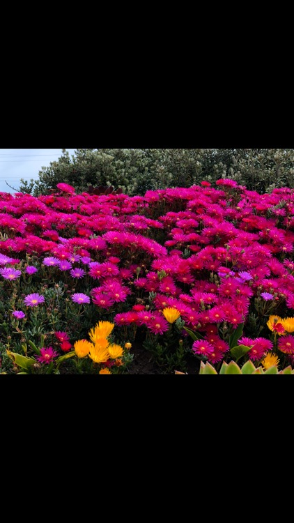 SnapAIO screenshot-7