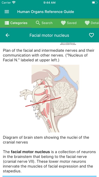 Human Organs Anatomy Reference screenshot-4