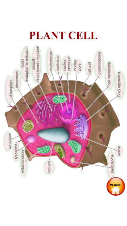 ANATOMY 3D Pro screenshot-6