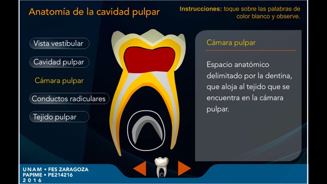 Pulpotomía Académico(圖2)-速報App