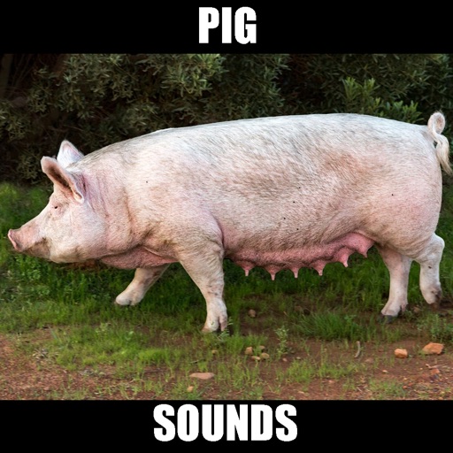 Pig Sounds and Effects icon