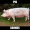 Pig Sounds and Effects provides you pig sounds, pig sounds, pig, pigs sounds, pig sound effects at your fingertips