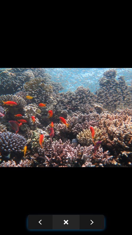 Dive in Aqaba screenshot-4