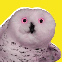 Owl Meme Stickers apk