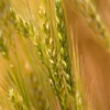 Wheat Variety Selection