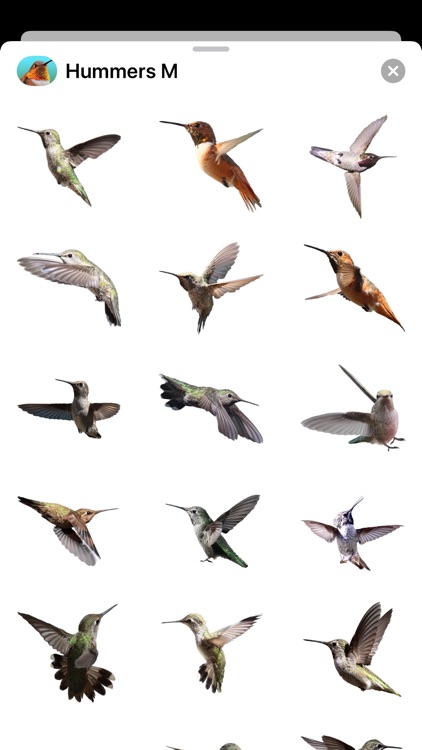 Hummingbirds - Medium (Retina) screenshot-6