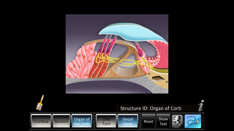 Inner Ear ID screenshot-3