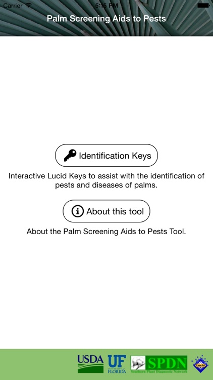 Palm Pests Key