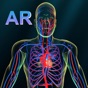 AR Vascular system app download