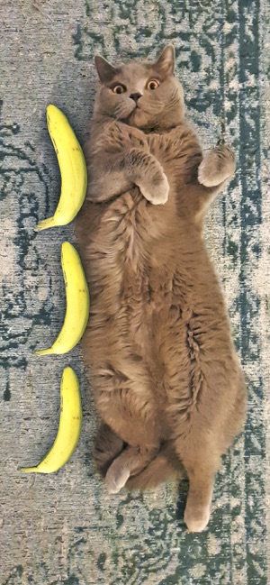 Banana For Scale - Basic(圖3)-速報App