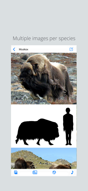 Stuarts European Mammals(圖3)-速報App