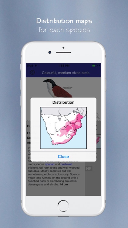 Newman’s Birds of Africa screenshot-5