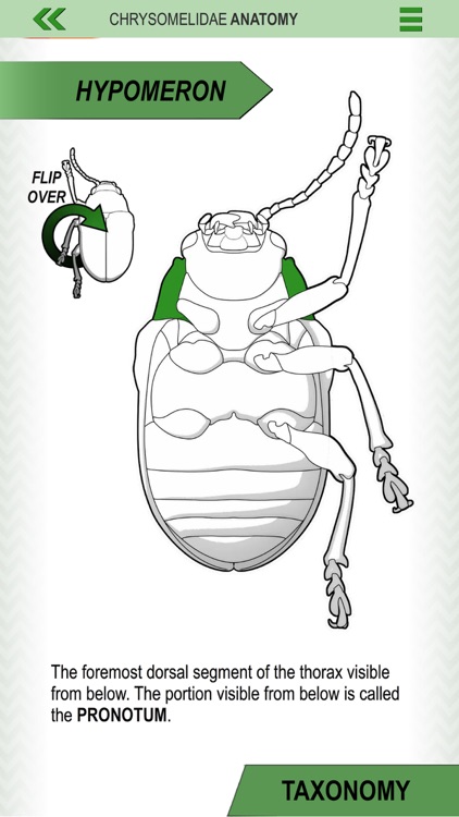 Leaf Beetle ID Guide screenshot-4