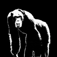 Human Devolution PC 용