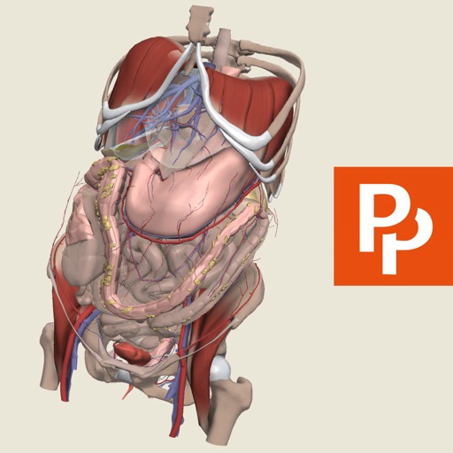 Abdomen: 3D Real-time