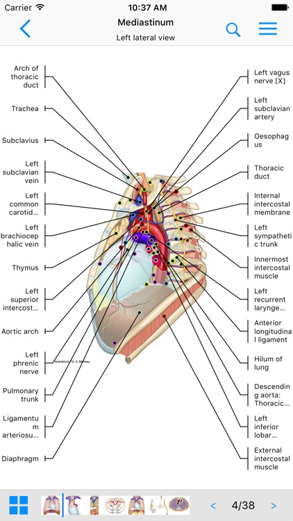 IMAIOS e-Anatomy screenshot-0
