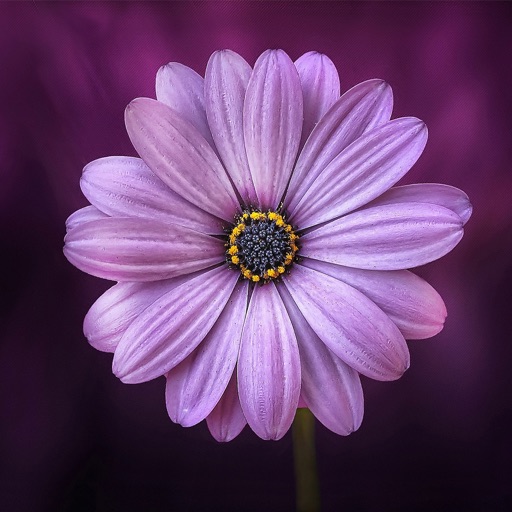 Top Flower HD Wallpapers by quang pham