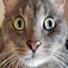 Kitter: Live Cat Pics