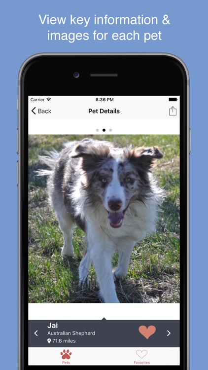 Pet Search - Adopt a Pet