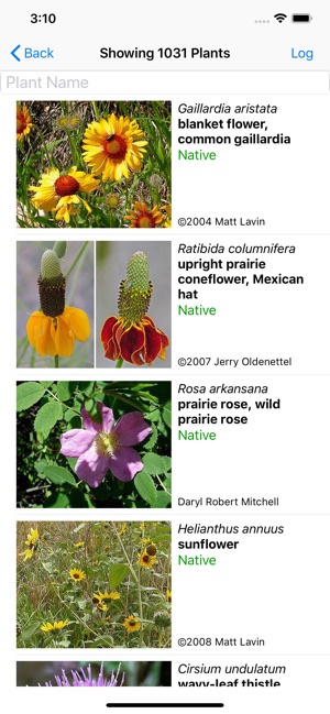 Montana Flowers Identification | Best Flower Site
