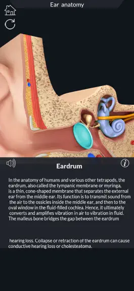 Game screenshot My Ear Anatomy hack