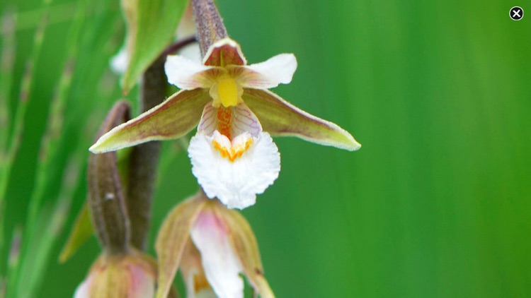 Wildflower Finder Switzerland screenshot-9