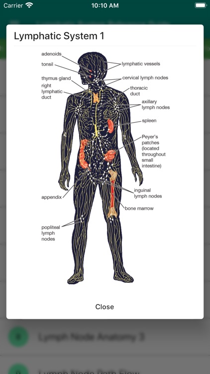 Lymphatic System Reference