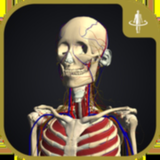3D motion anatomy teamLabBody