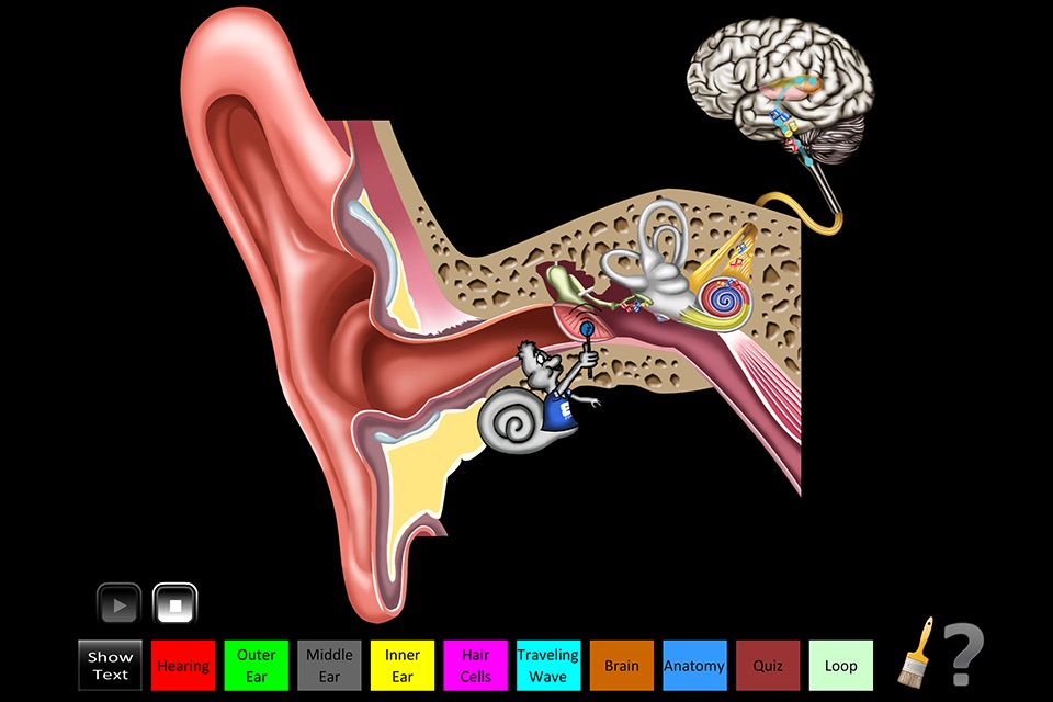 Hearing Anatomy screenshot 4