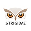 strigidae
