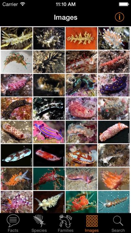Nudibranch ID Eastern Pacific screenshot-4