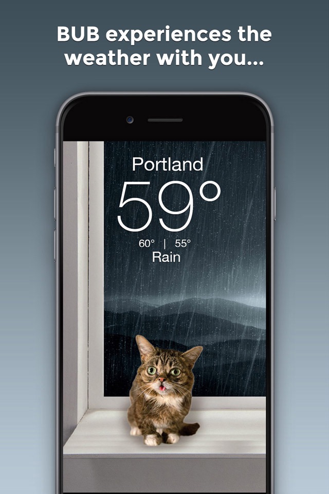 Lil BUB Cat Weather Report screenshot 2
