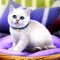 Enjoy the whole life of this beautiful home pet – a little fluffy cat