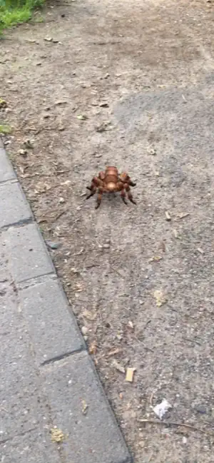 Captura 4 AR Spiders iphone