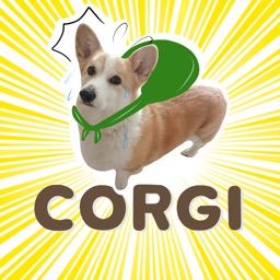 Welsh Corgi's style Part 2